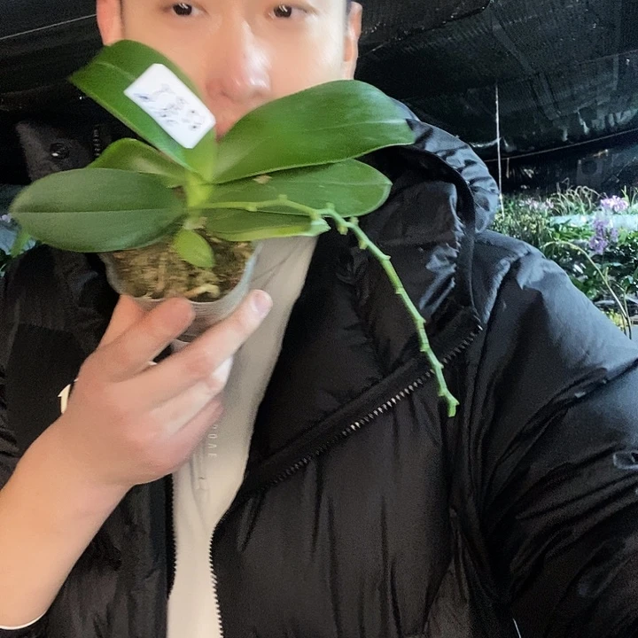 无花朵红马丁蝴蝶兰