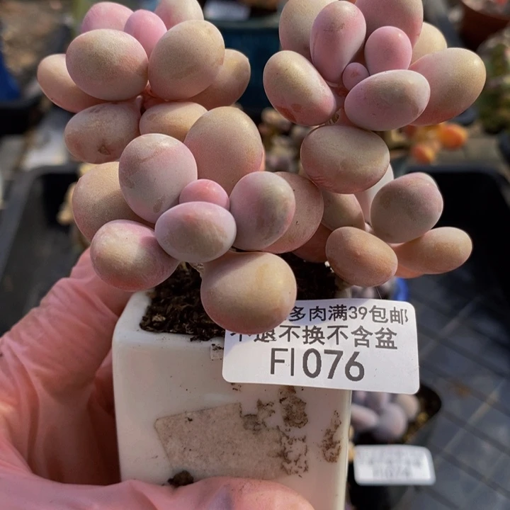 糖果桃蛋老桩7cm1076多肉植物