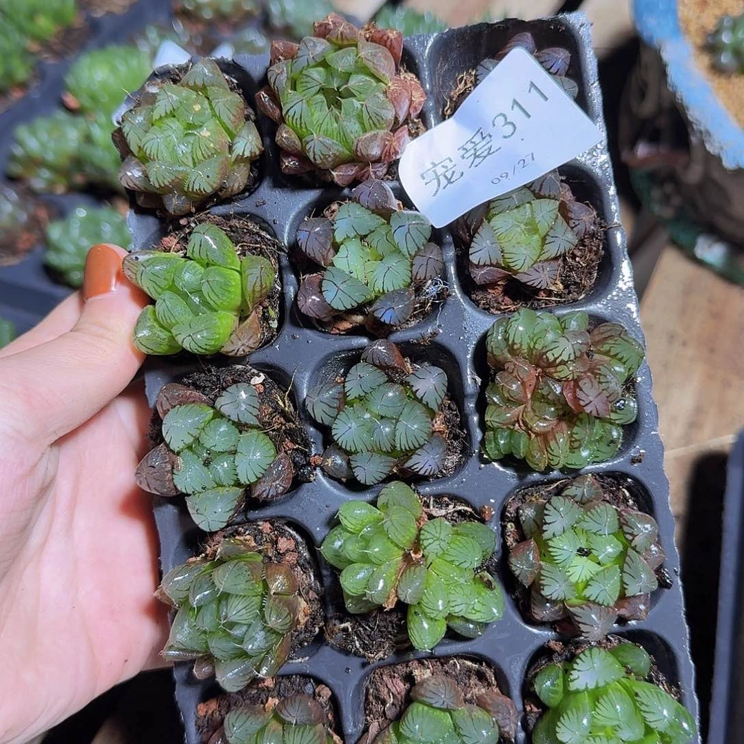 直播福利一物一拍311