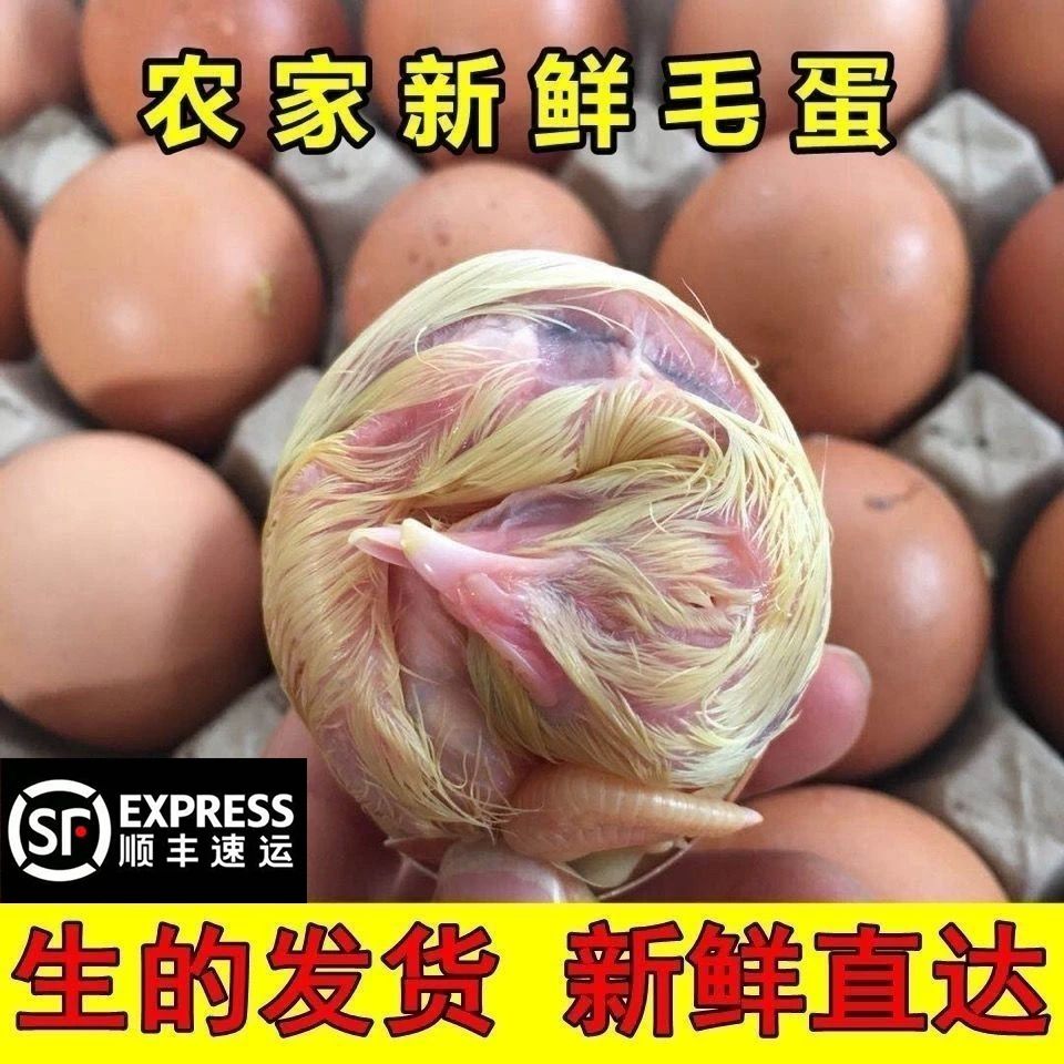 【顺丰】东北毛鸡蛋毛蛋17天21天上毛蛋全鸡半鸡半蛋新鲜鸡胚蛋喜蛋