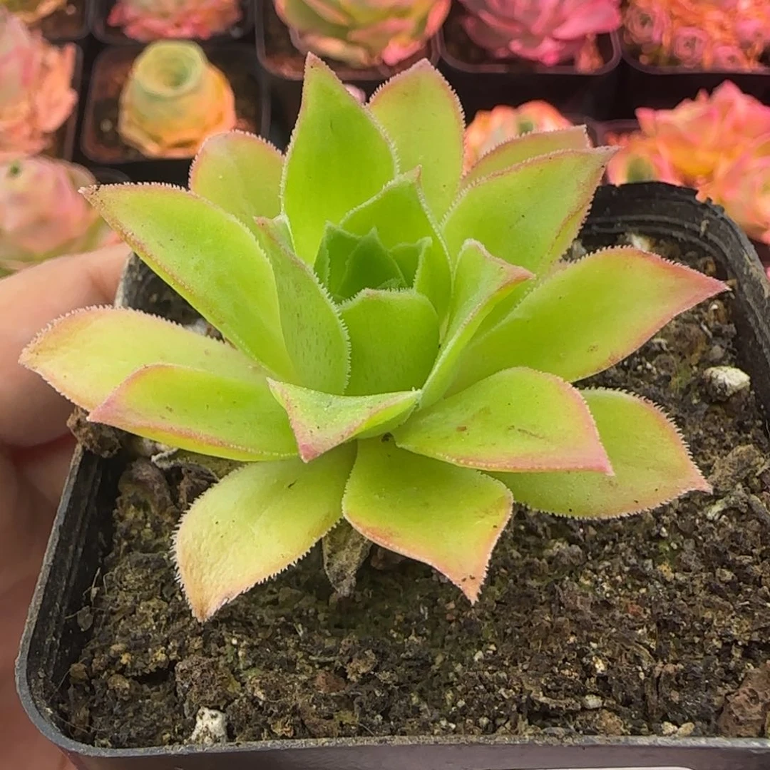 对****.L257半城玫瑰111