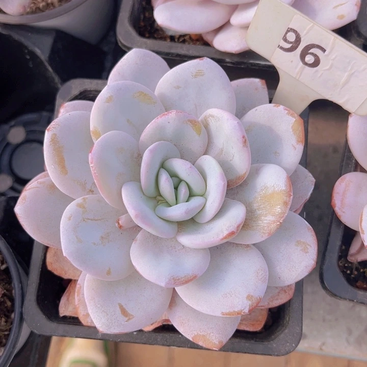 健健康康平平安安