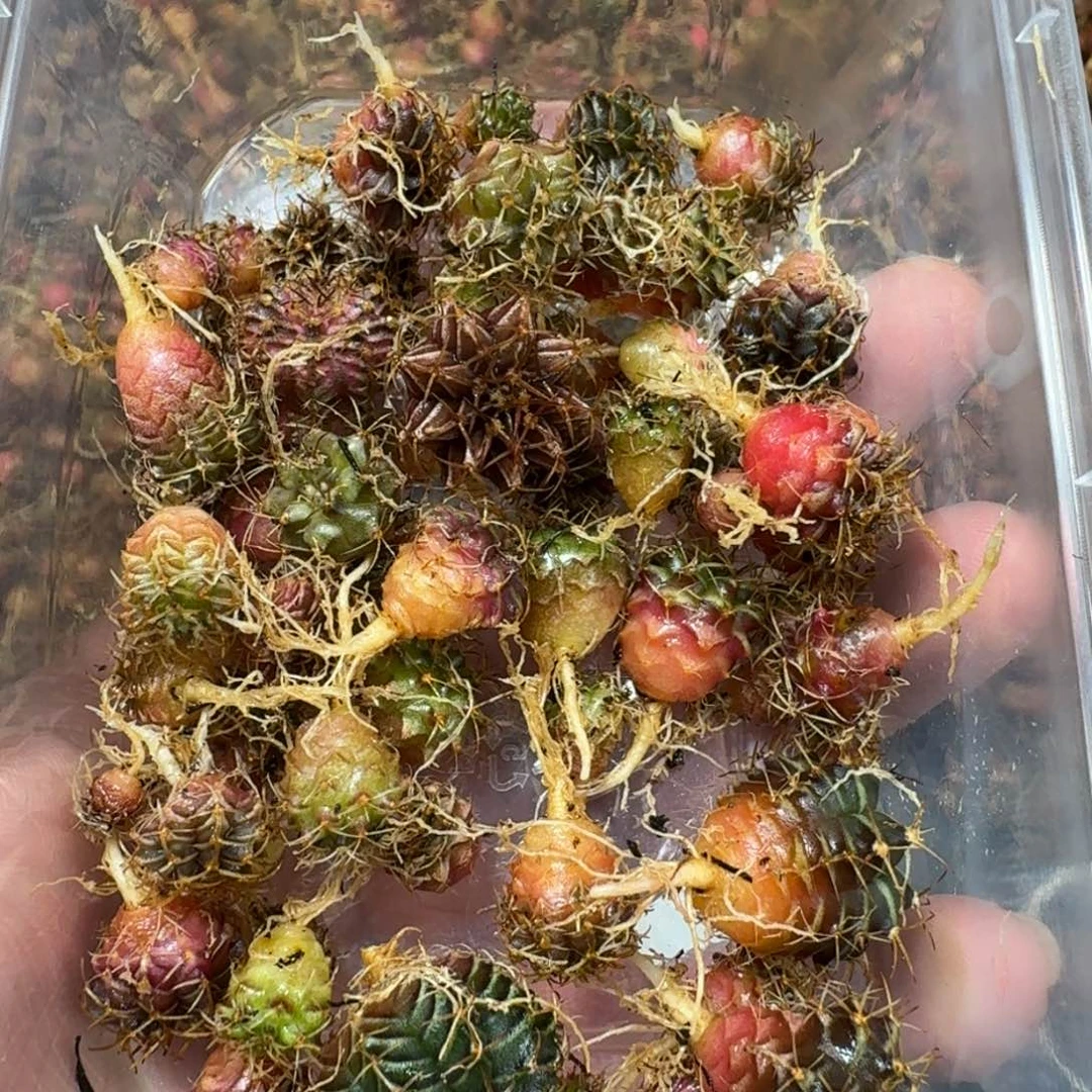 米哈实生自然锦练手球50颗左右104