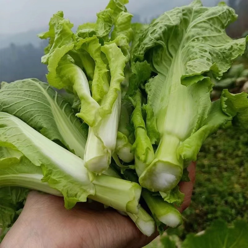 贵州遵义农家种植白菜苔3斤包邮