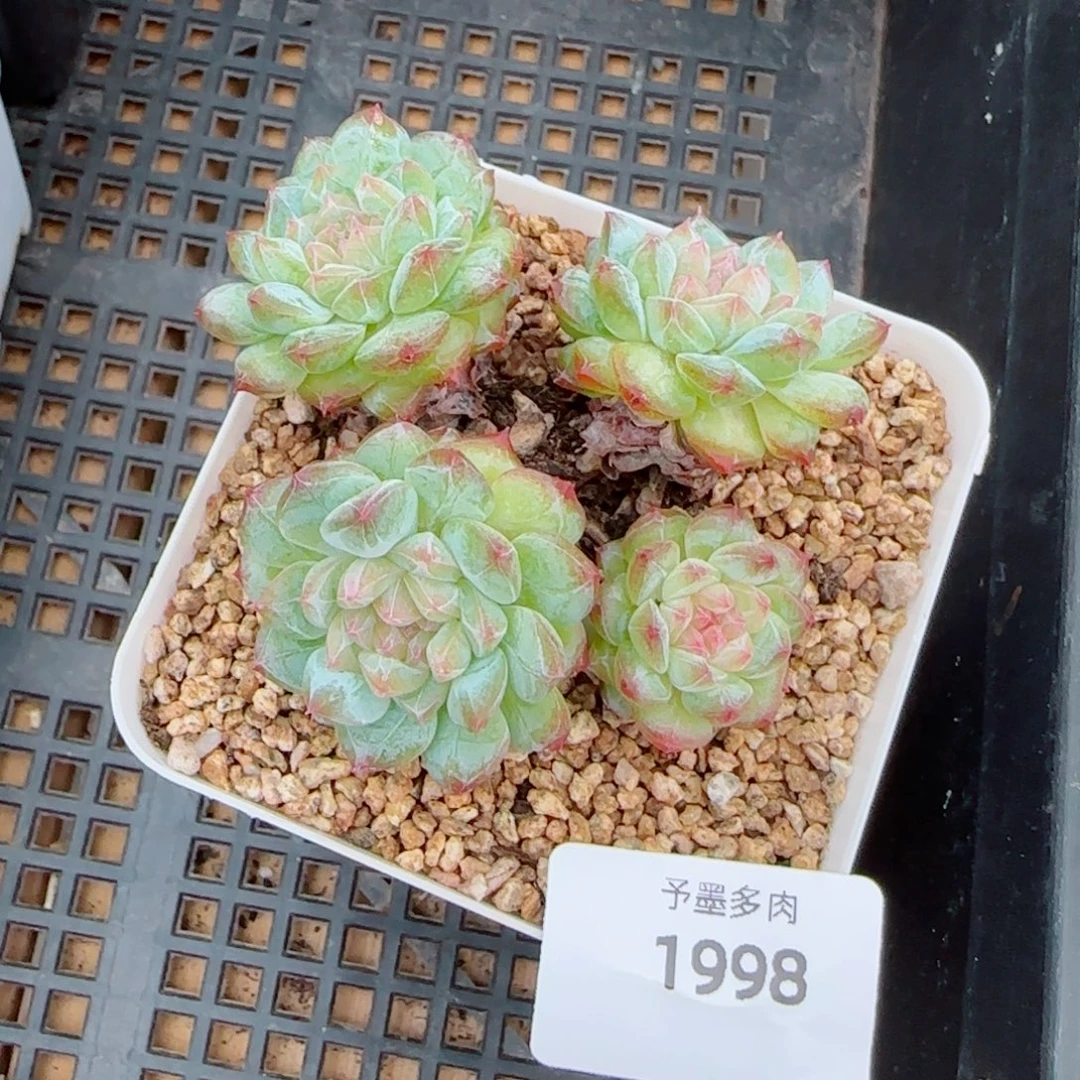 寒江雪，1998多肉植物