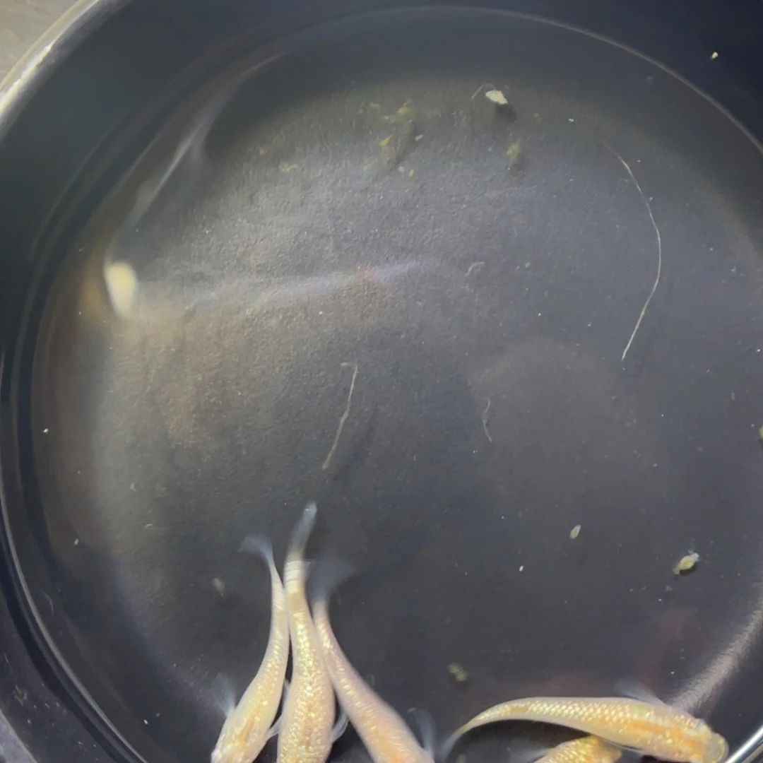 青鳉鱼观背青鳉鱼直播间9号