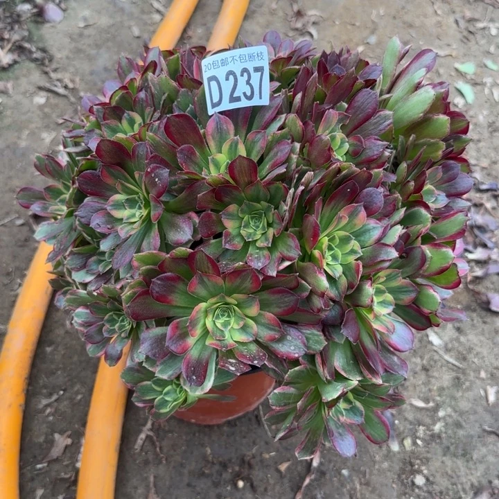 安娜……多肉植物……