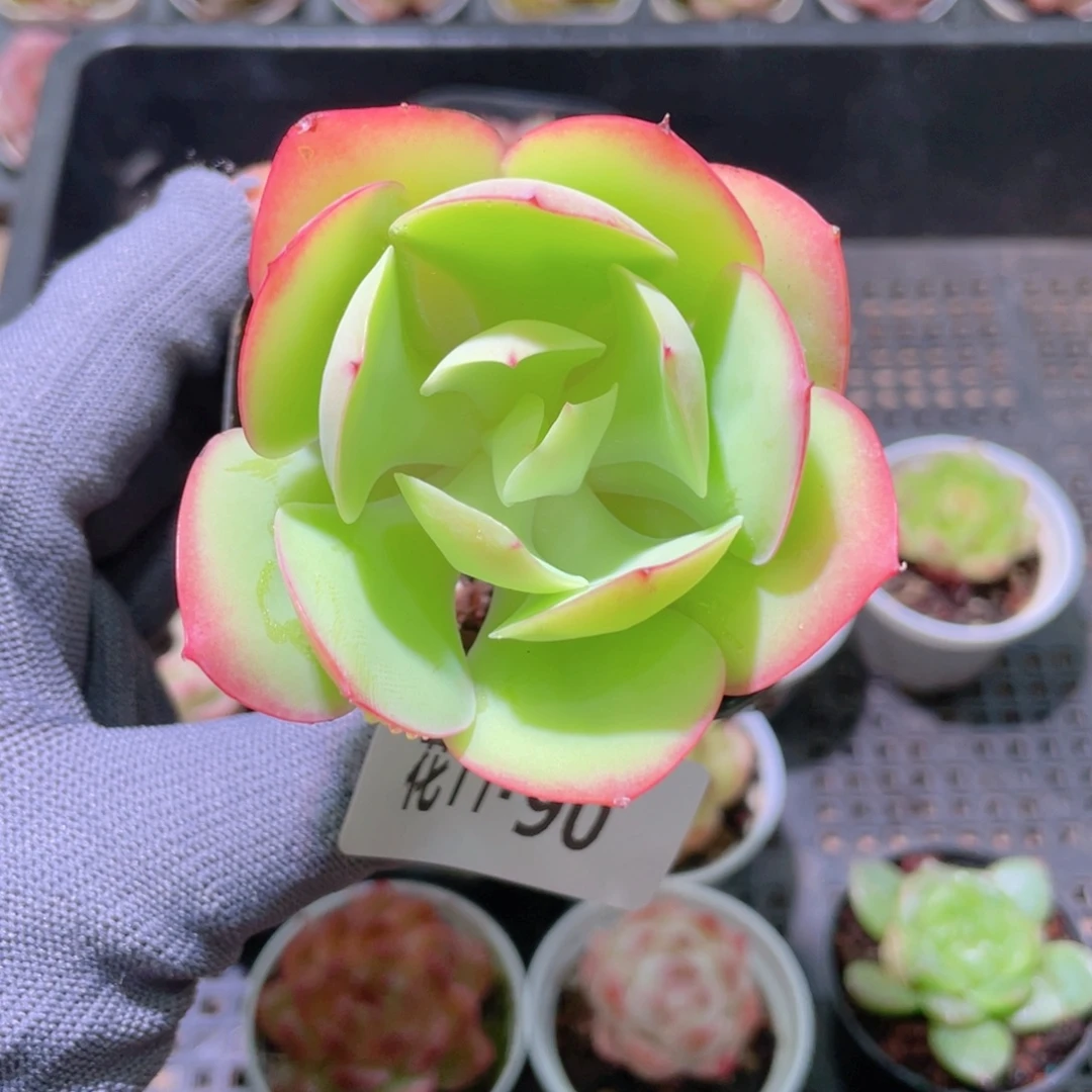 花利美 11-90碧桃