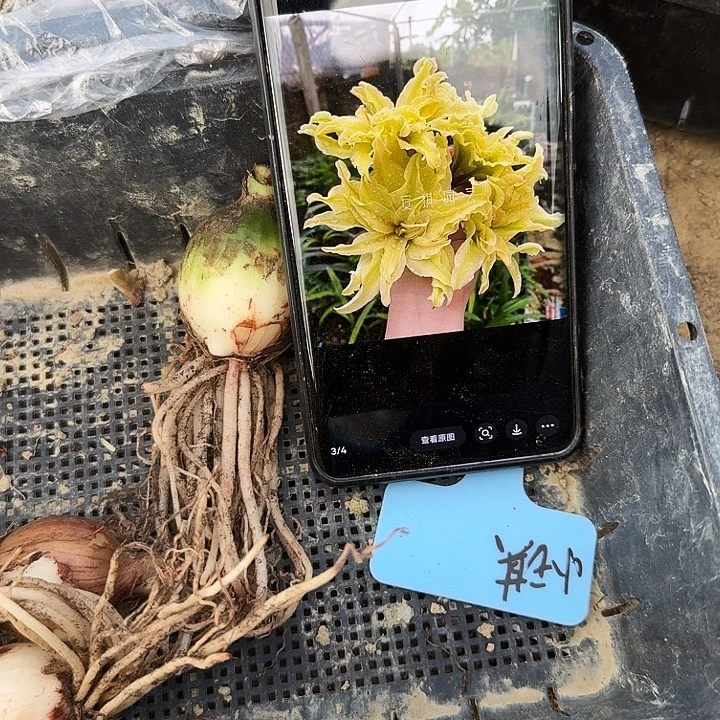 小琪朱顶红一棵3.8