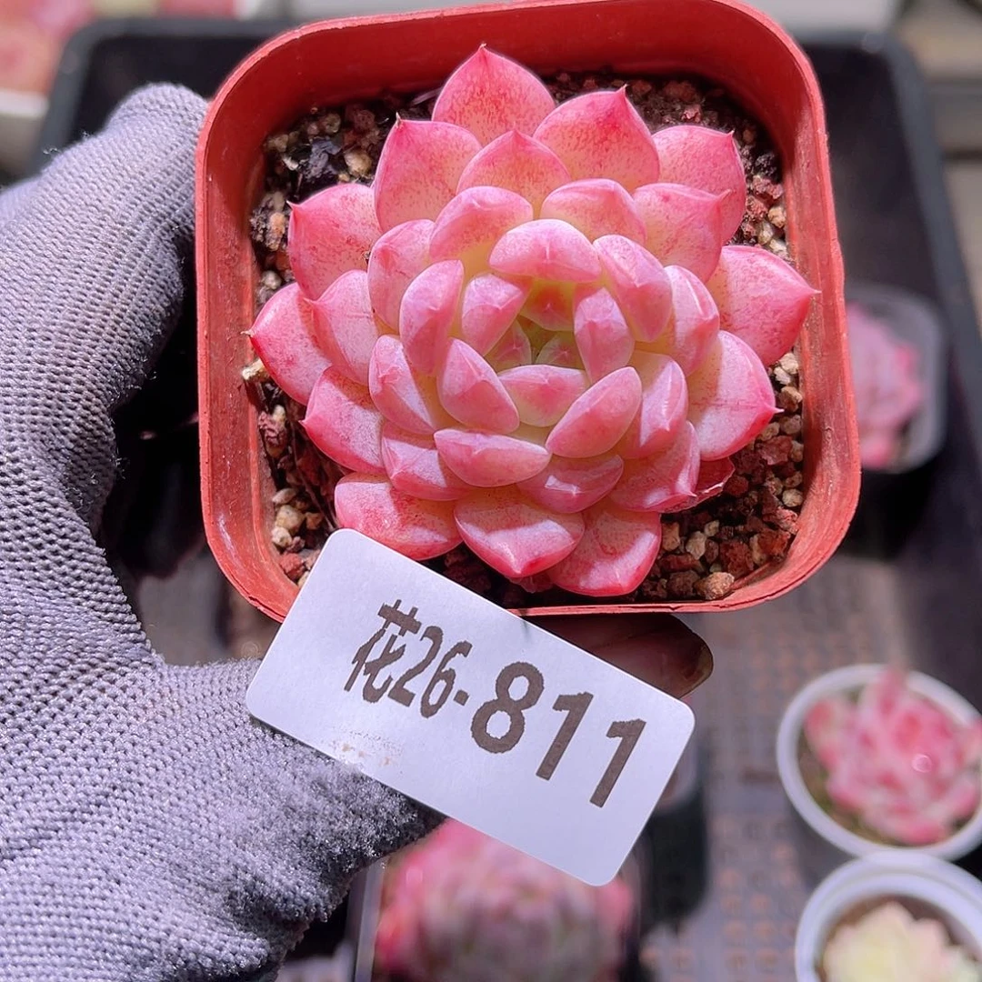 花26-811白桃汽水