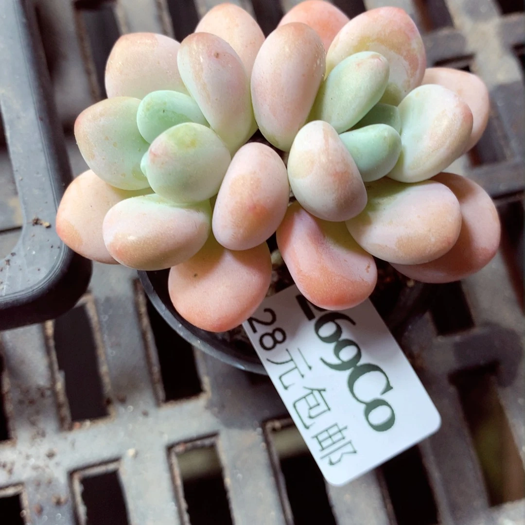 5厘米盆精控多肉269