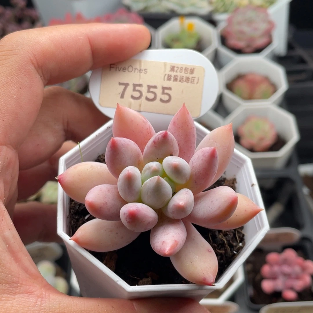 所罗门7555-6厘米