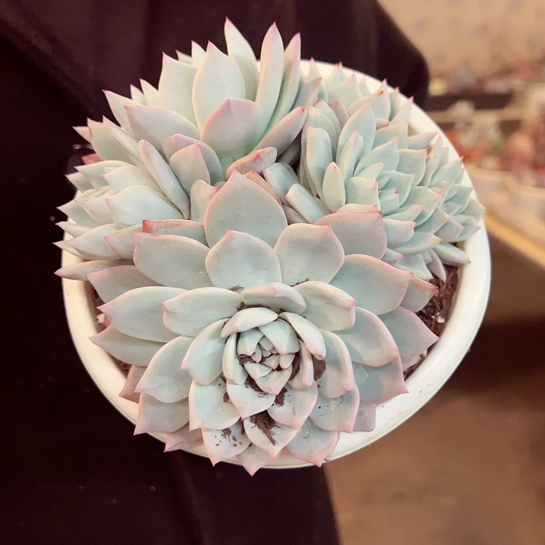 粉蓝鸟五头群生多肉