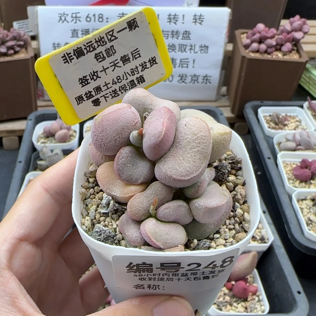 248黛安娜多肉植物