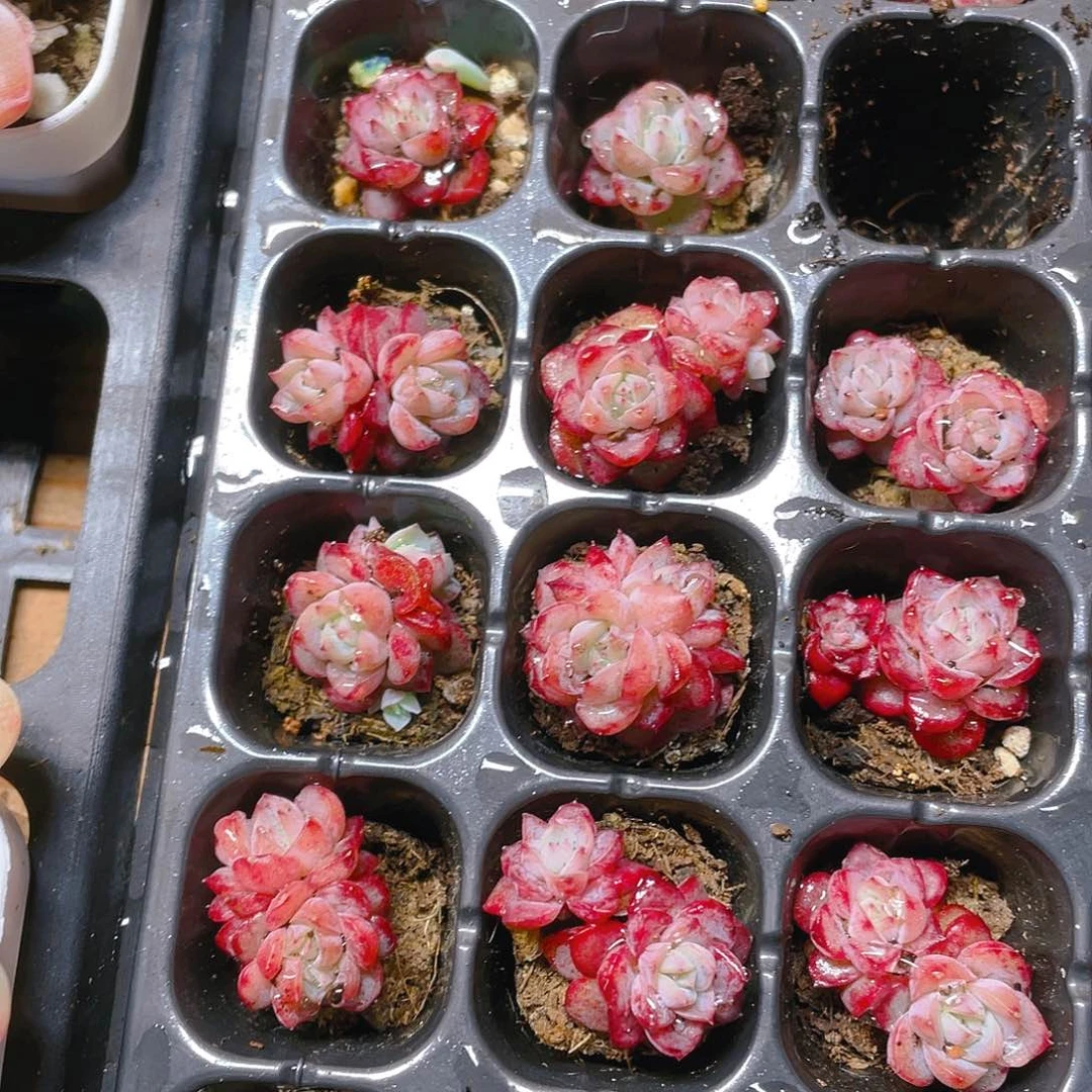 糖心恋人穴一个满25包邮