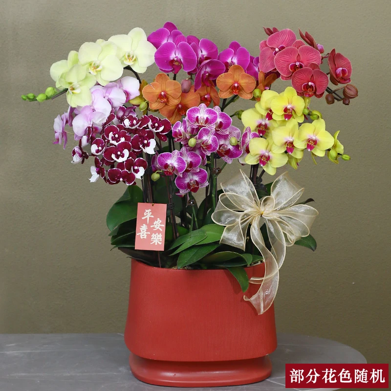 蝴蝶兰【彩花】带花带盆组好伴手礼送礼茶桌婚礼工位美化装饰