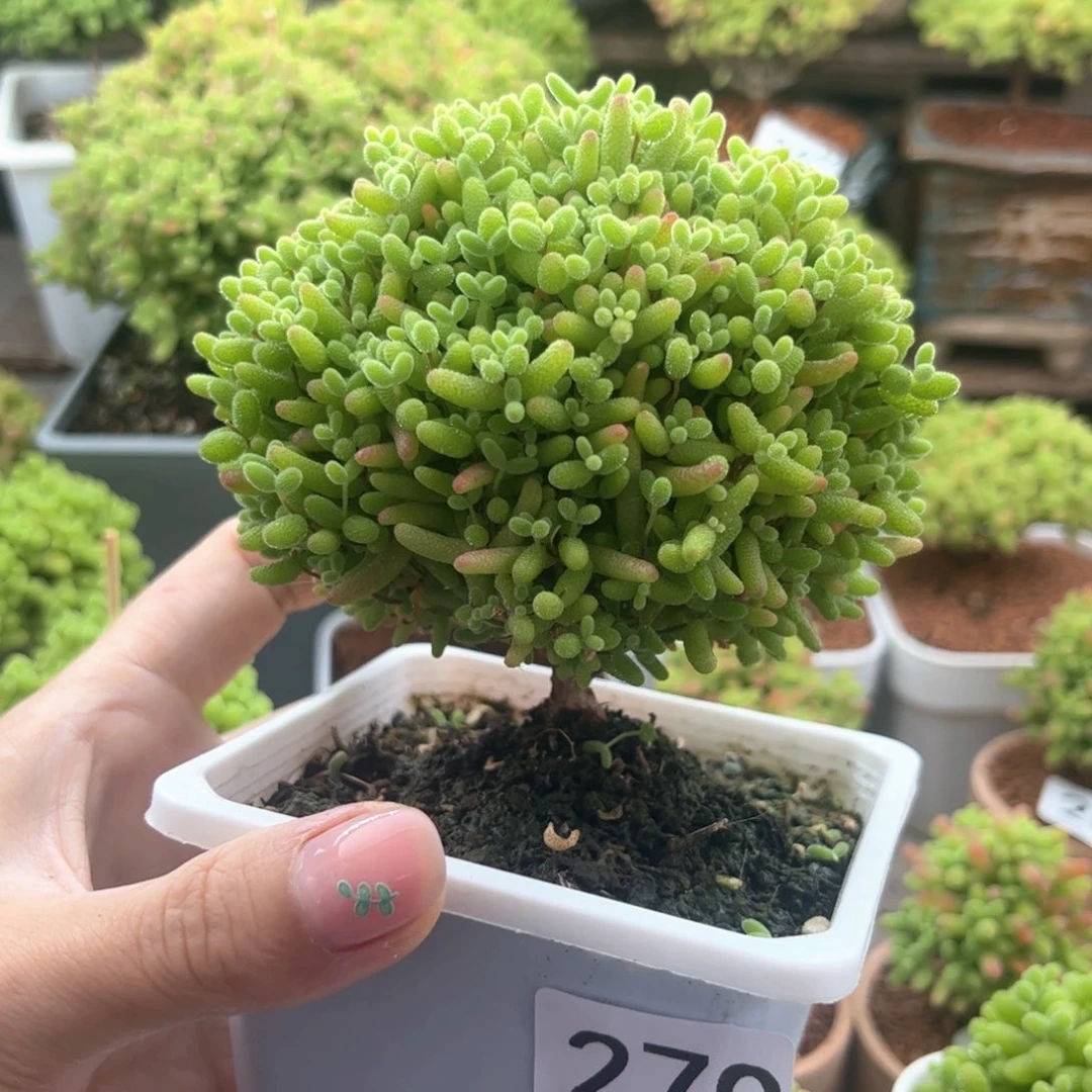 无花朵270蜜桔可爱多肉植物