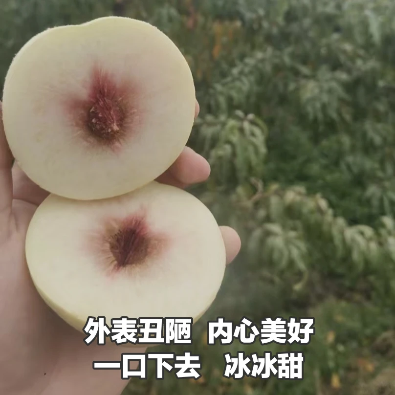 徐州本地晚熟丑冬桃现摘现发外表果锈介意勿拍4.5斤左右包邮