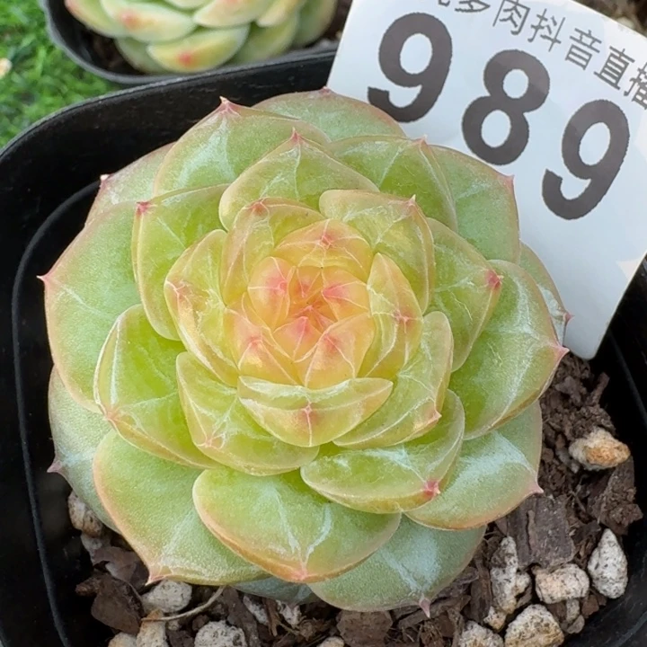 烟雨珍妮            多肉植物