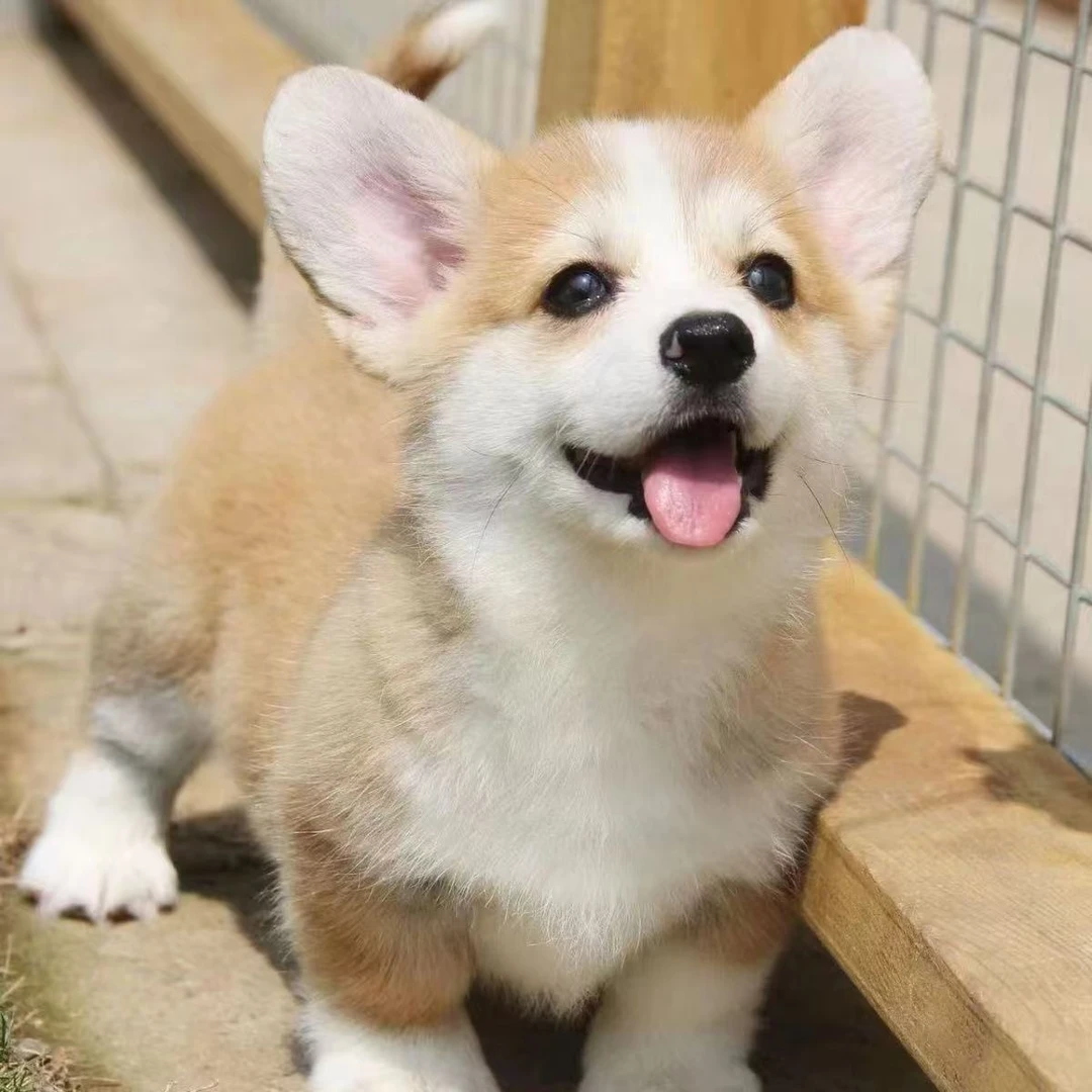 狗狗活体柯基幼犬三色柯基两色柯基小短腿柯基