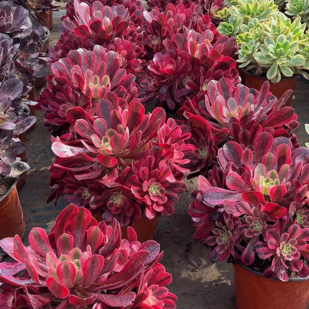 美杜莎手捧9.9多肉植物