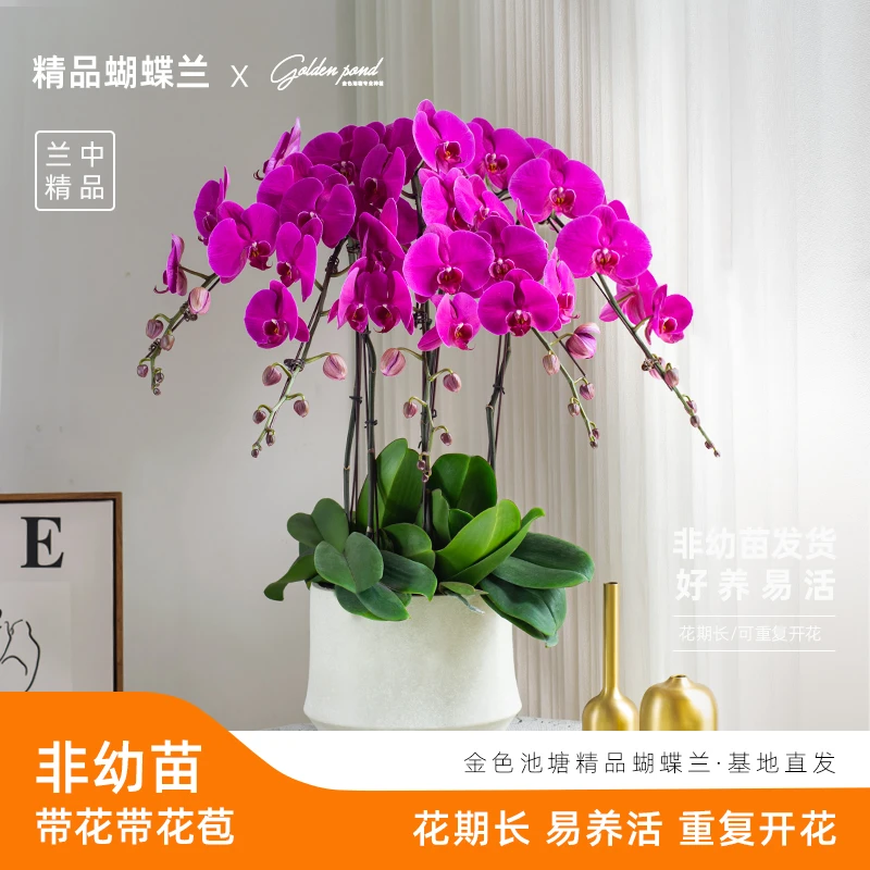 精品鲜花蝴蝶兰【大红花】红色超大花客厅绿植开花带花苞送人送礼