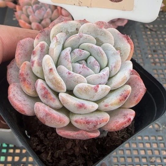 13拉皮一物一拍多肉