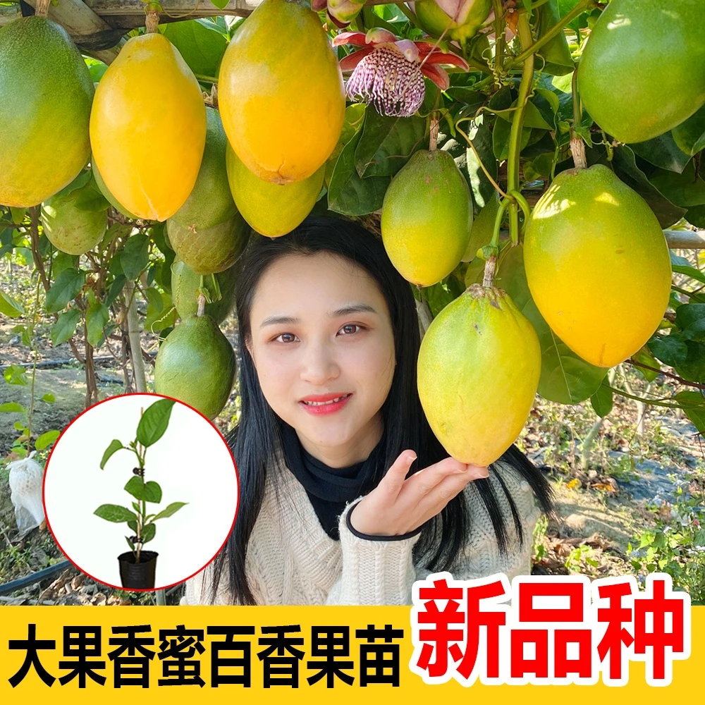 大果百香果苗 1-2斤重香蜜百香果树苗 嫁接苗新品种 好种植结果快
