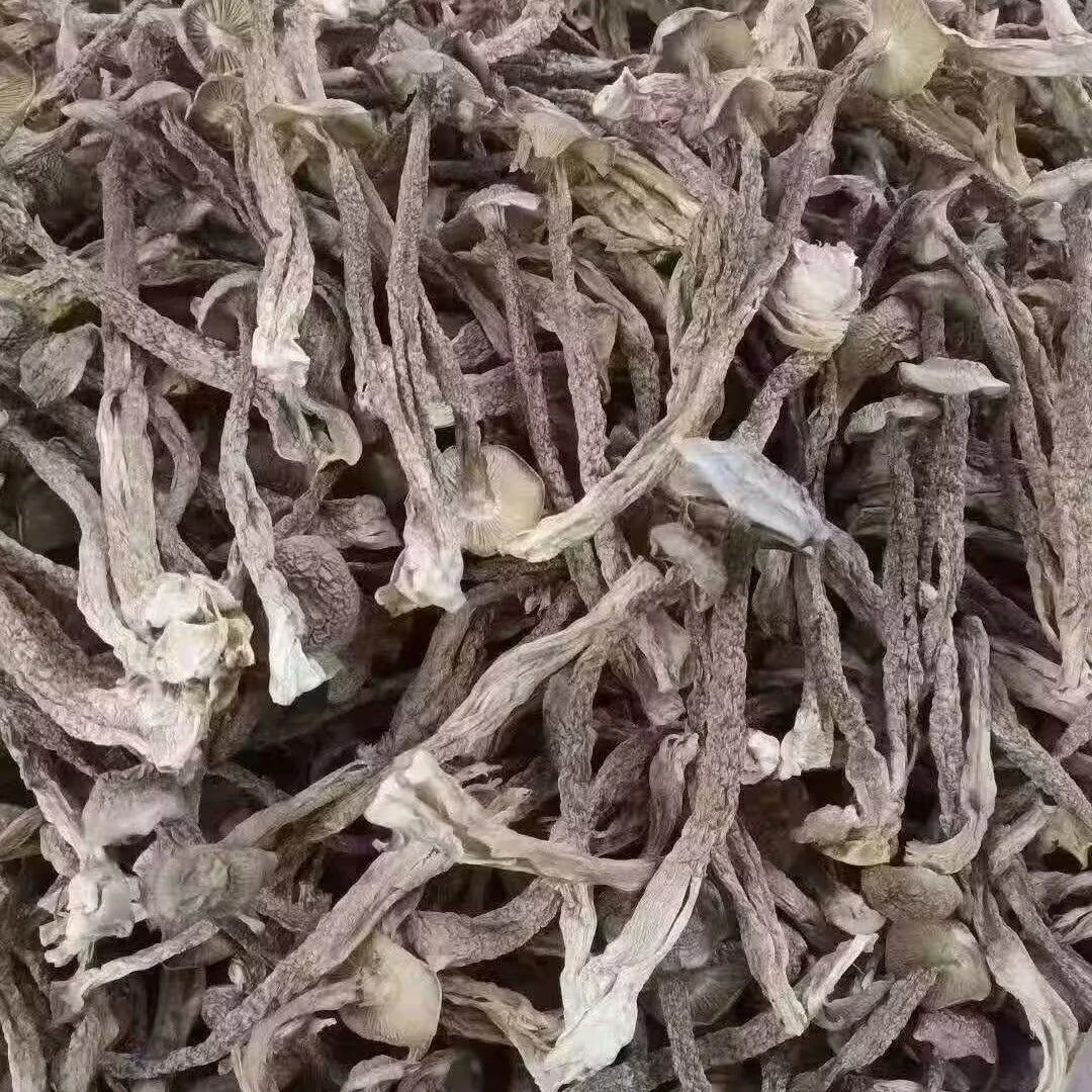 福建古田鹿茸菇250克