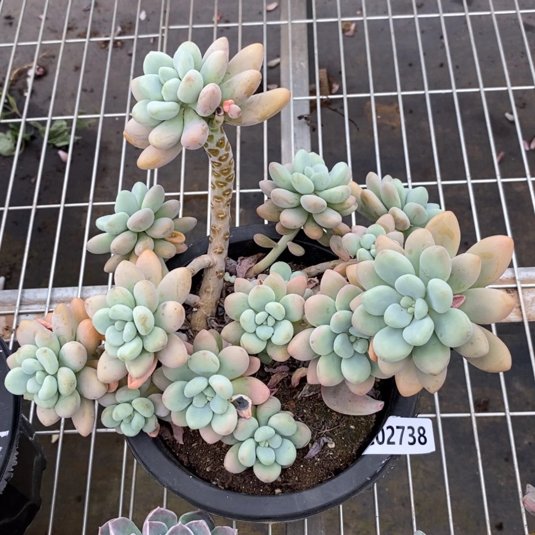 2738洛神整桩一物一拍