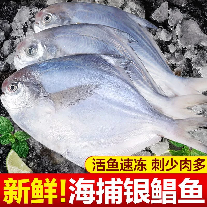 新鲜银鲳鱼 刺少肉嫩 红烧清蒸小鱼锅贴鲜嫩肉质鲳鱼平鱼鲳鱼