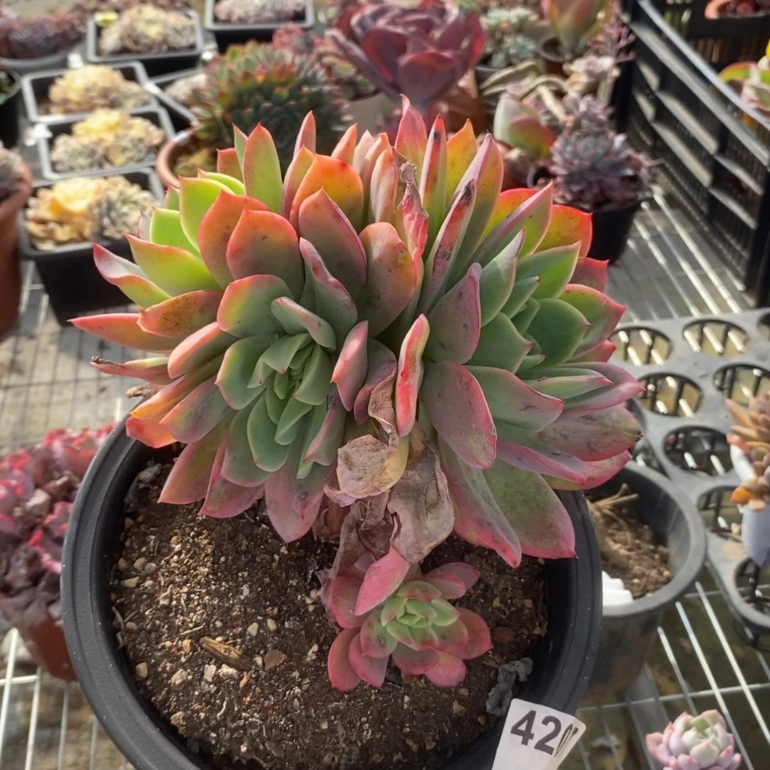 4207绮罗仙子一物一拍