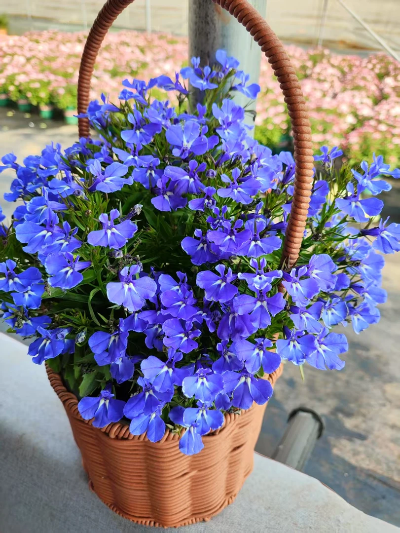 【青花瓷】翠蝶花六倍利阳台庭院开花植物新手易养护