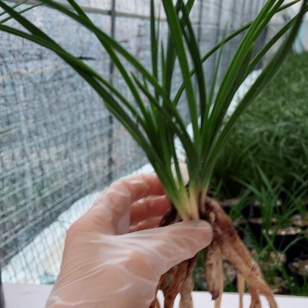 亲***然完全开放兰花兰花