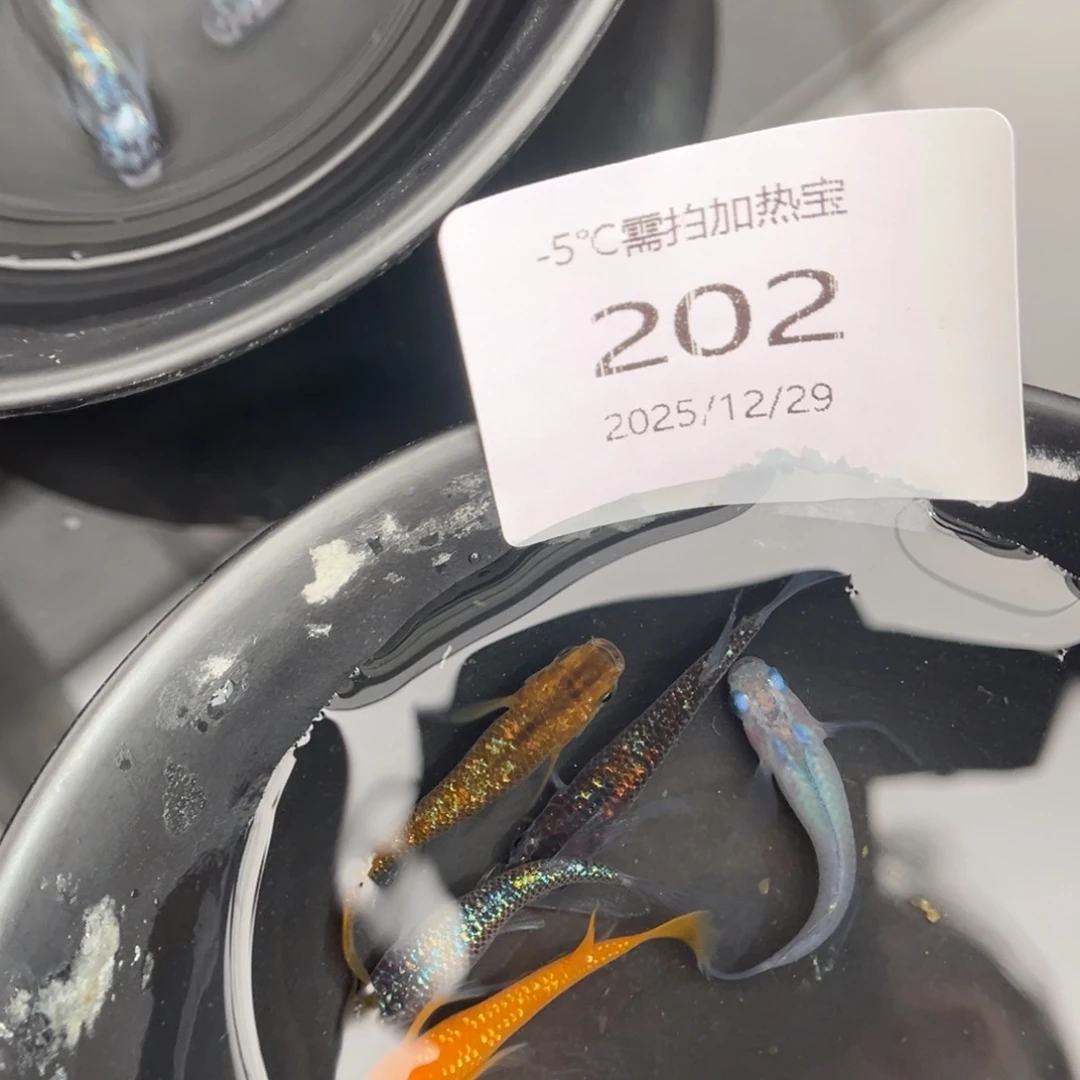 青鳉鱼202长鳍五尾