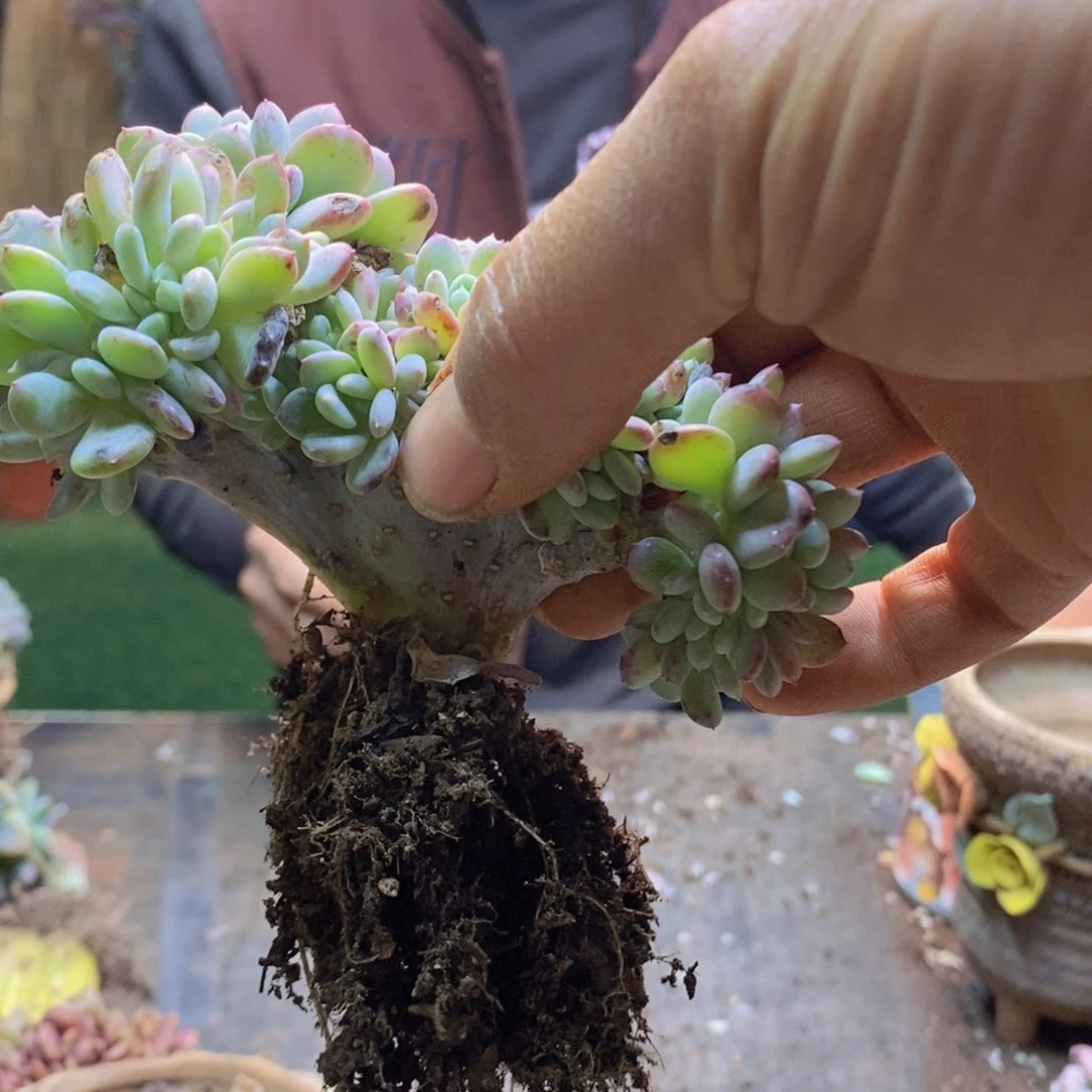 飞**天244号玛瑙缀多肉