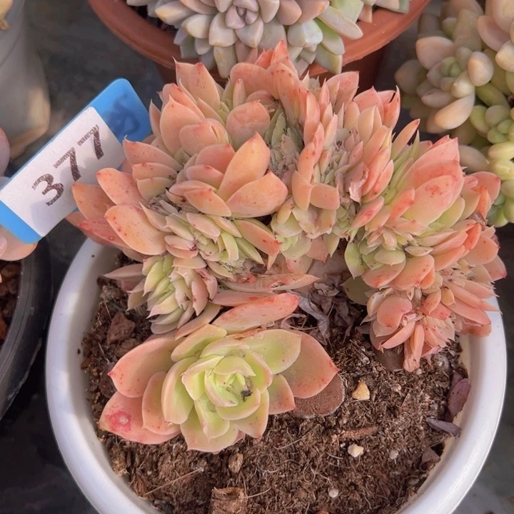 健健康康平平安安