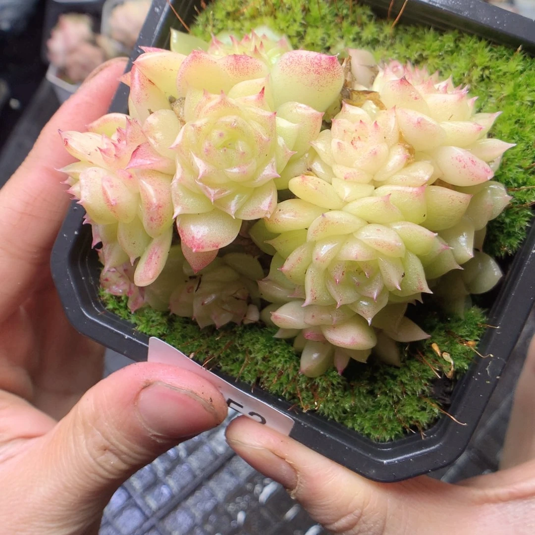 无花朵F52。yyyyyy