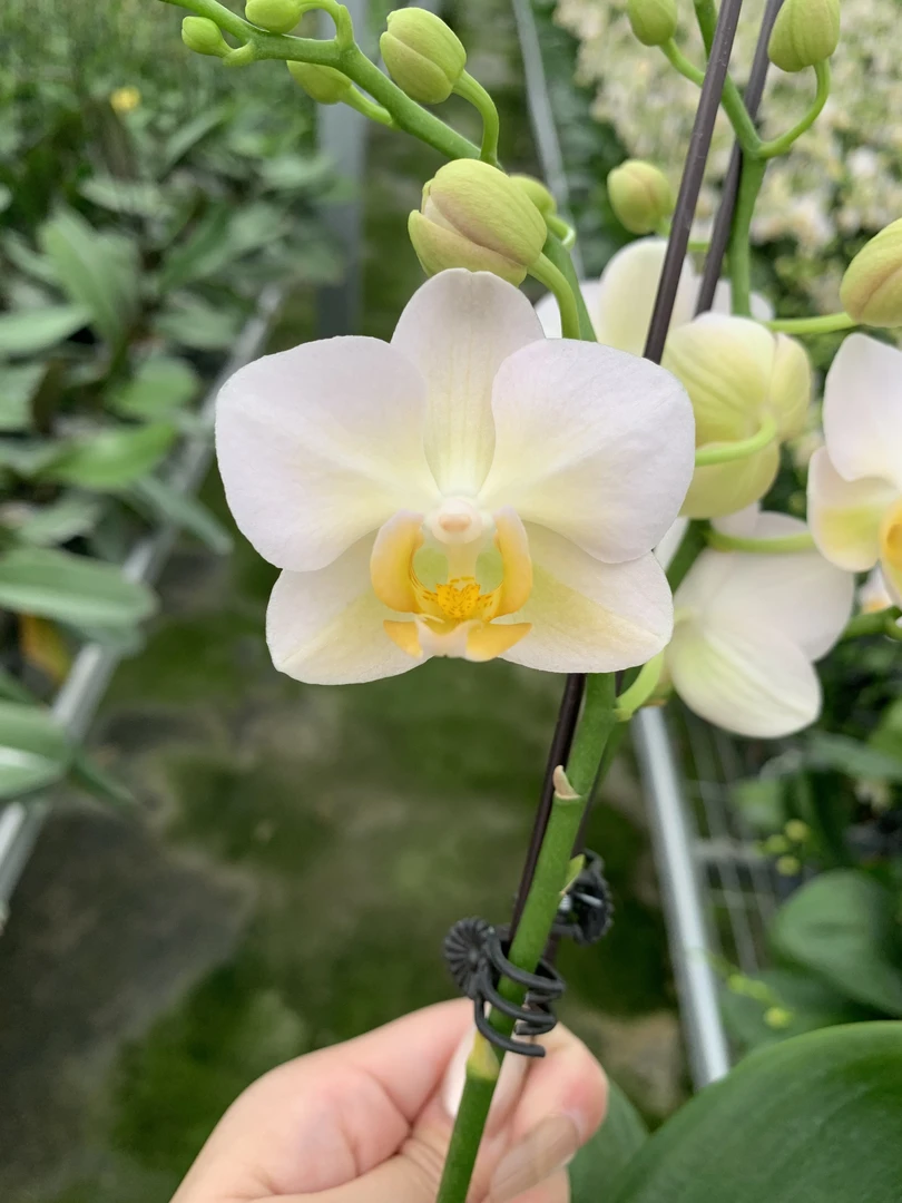 《勃垦弟》3.0寸开花株带花带花苞