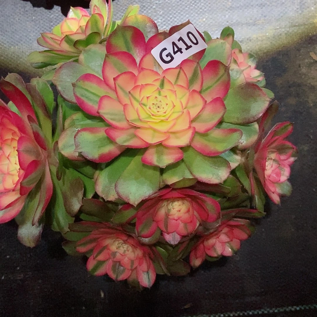 红陶410荔枝3冠服18,20