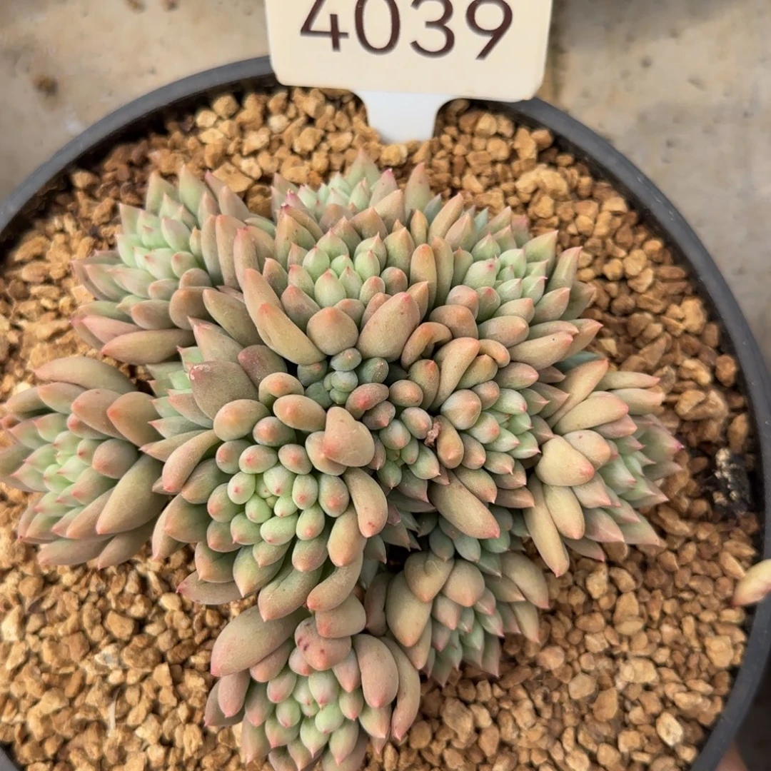 4039。      岩字。