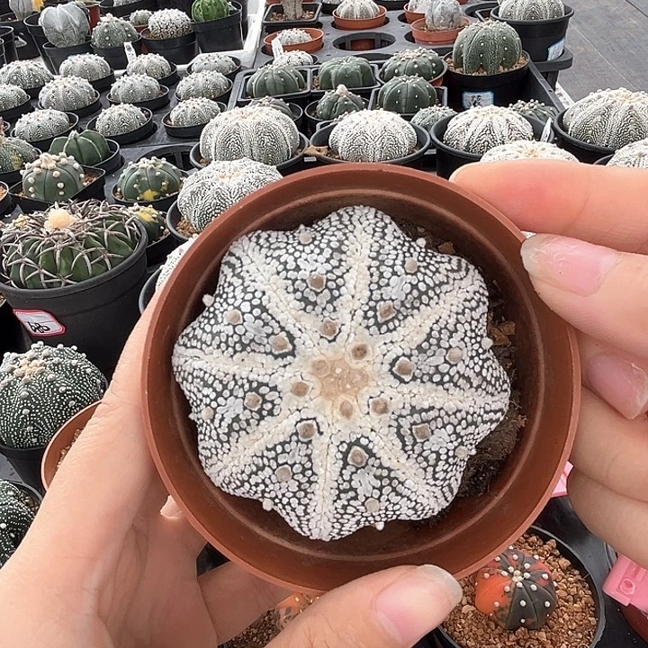 7.0cm奇迹一物一拍