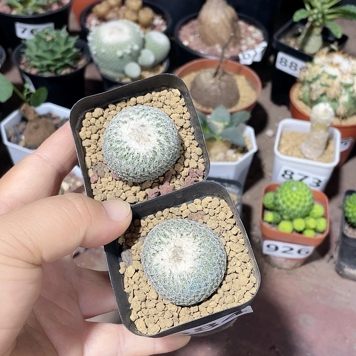 584月世界仙人球2颗