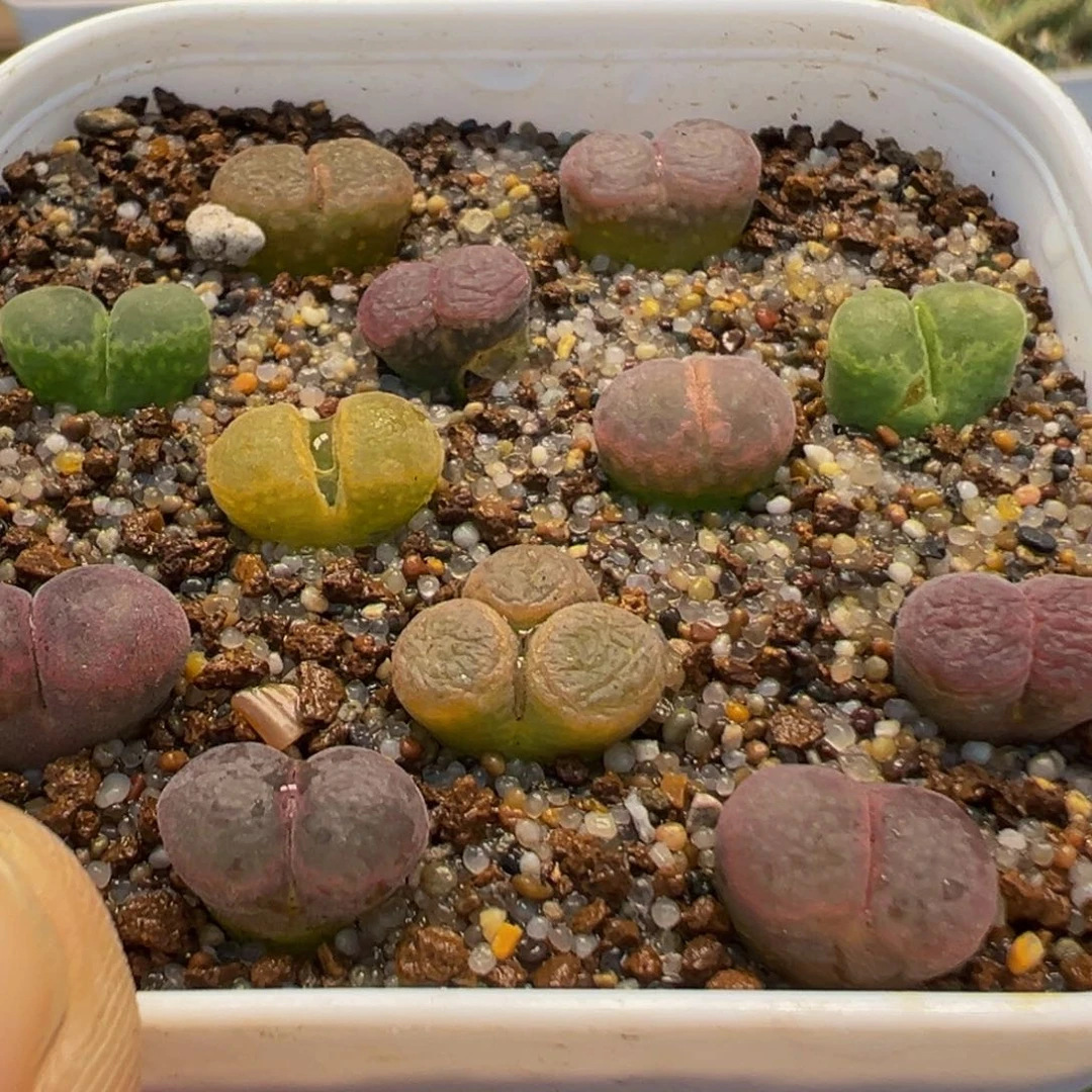 50多肉植物百科植物