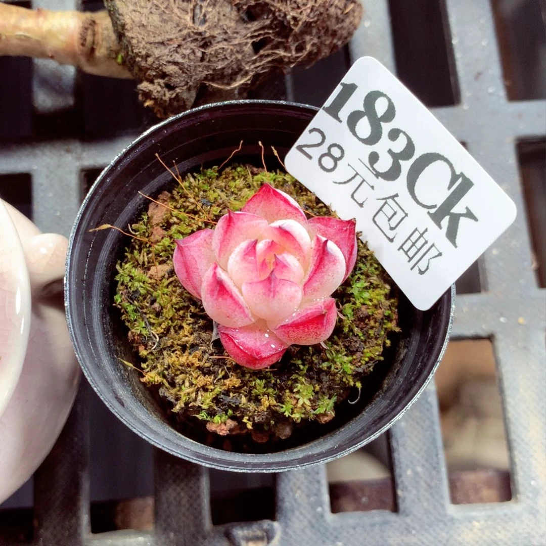 5厘米盆精控多肉183