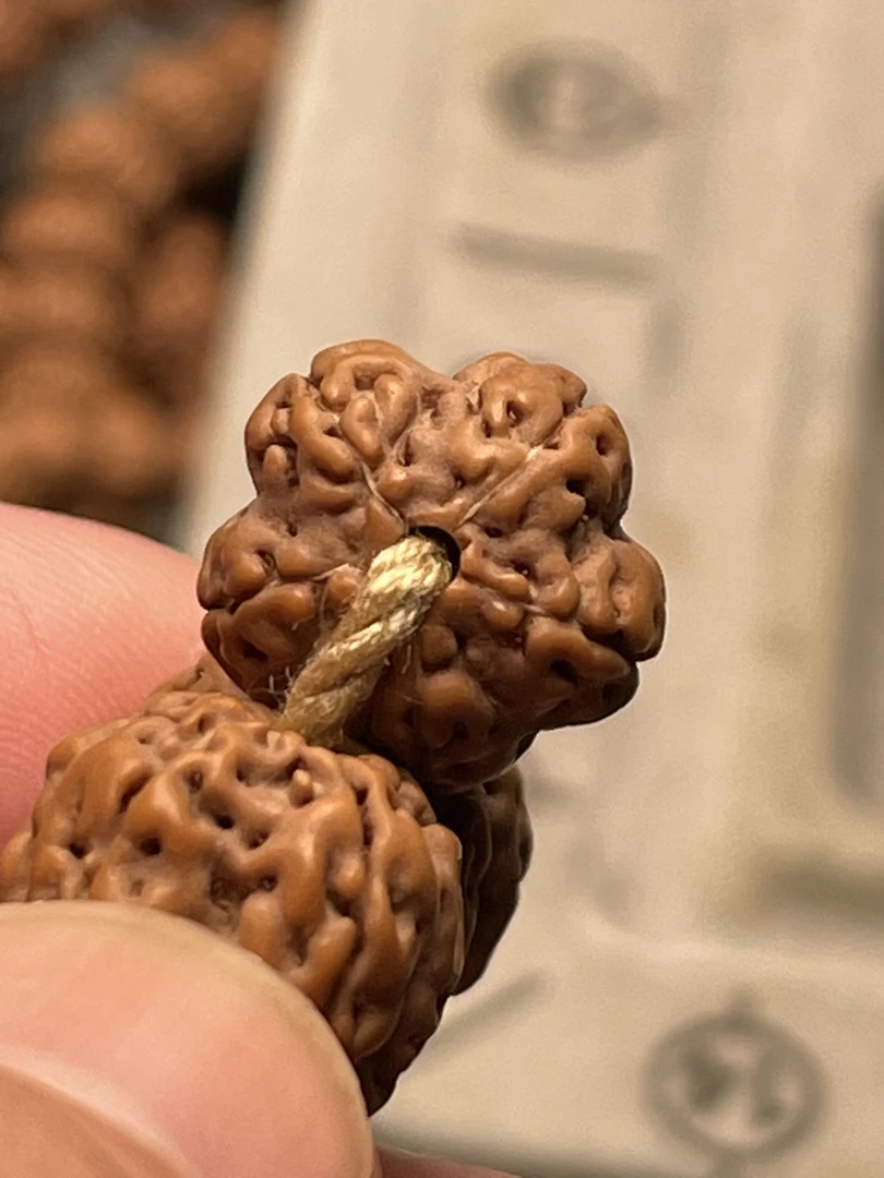 龙脊一线天暗香老树梅花金刚菩提