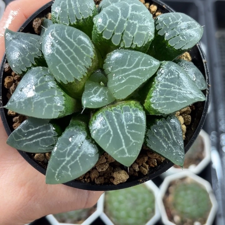 母本月影寿多肉植物