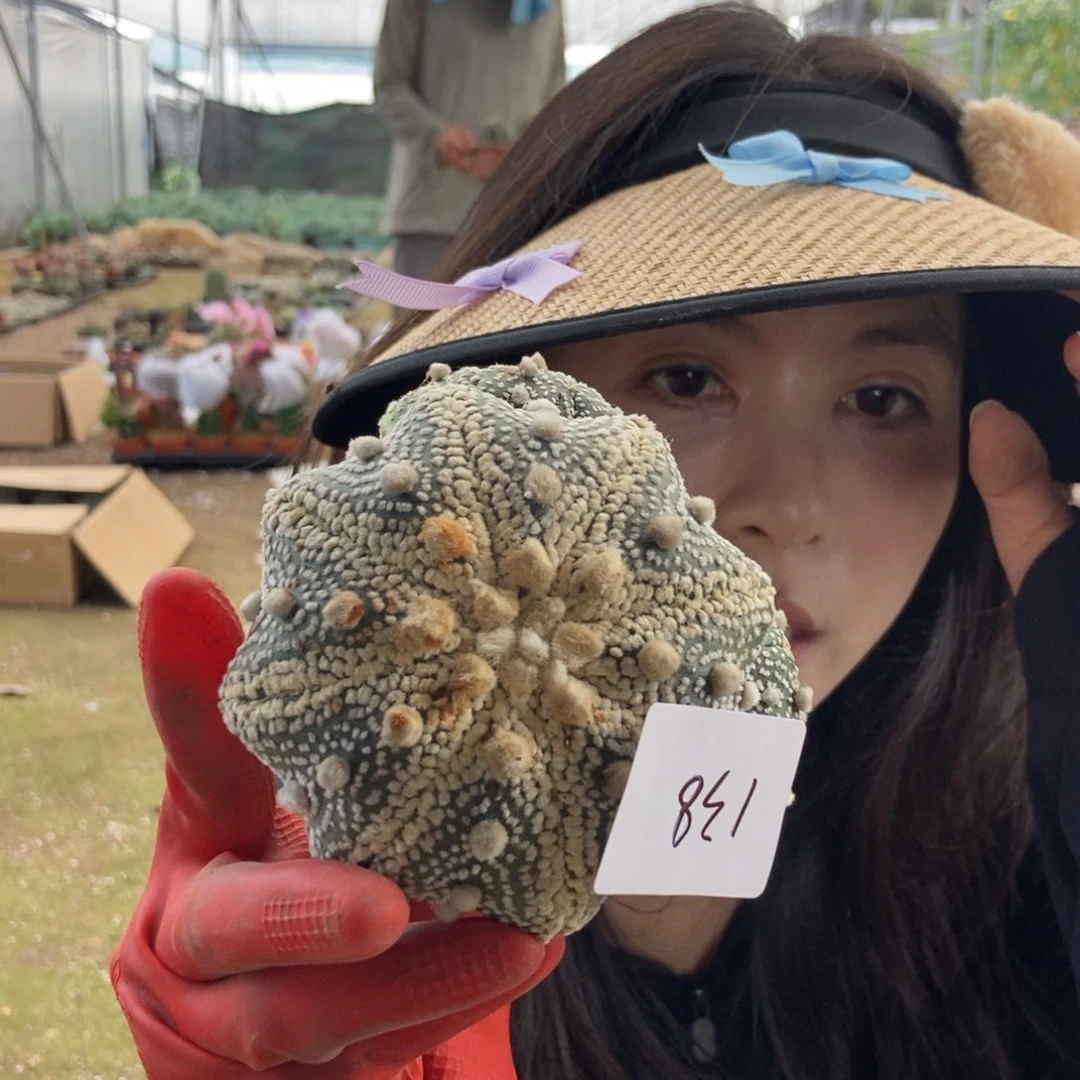 138 兜一物一拍仙人球