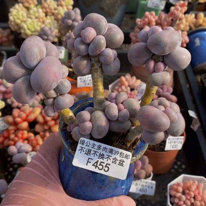 芭比奶洛455多肉植物