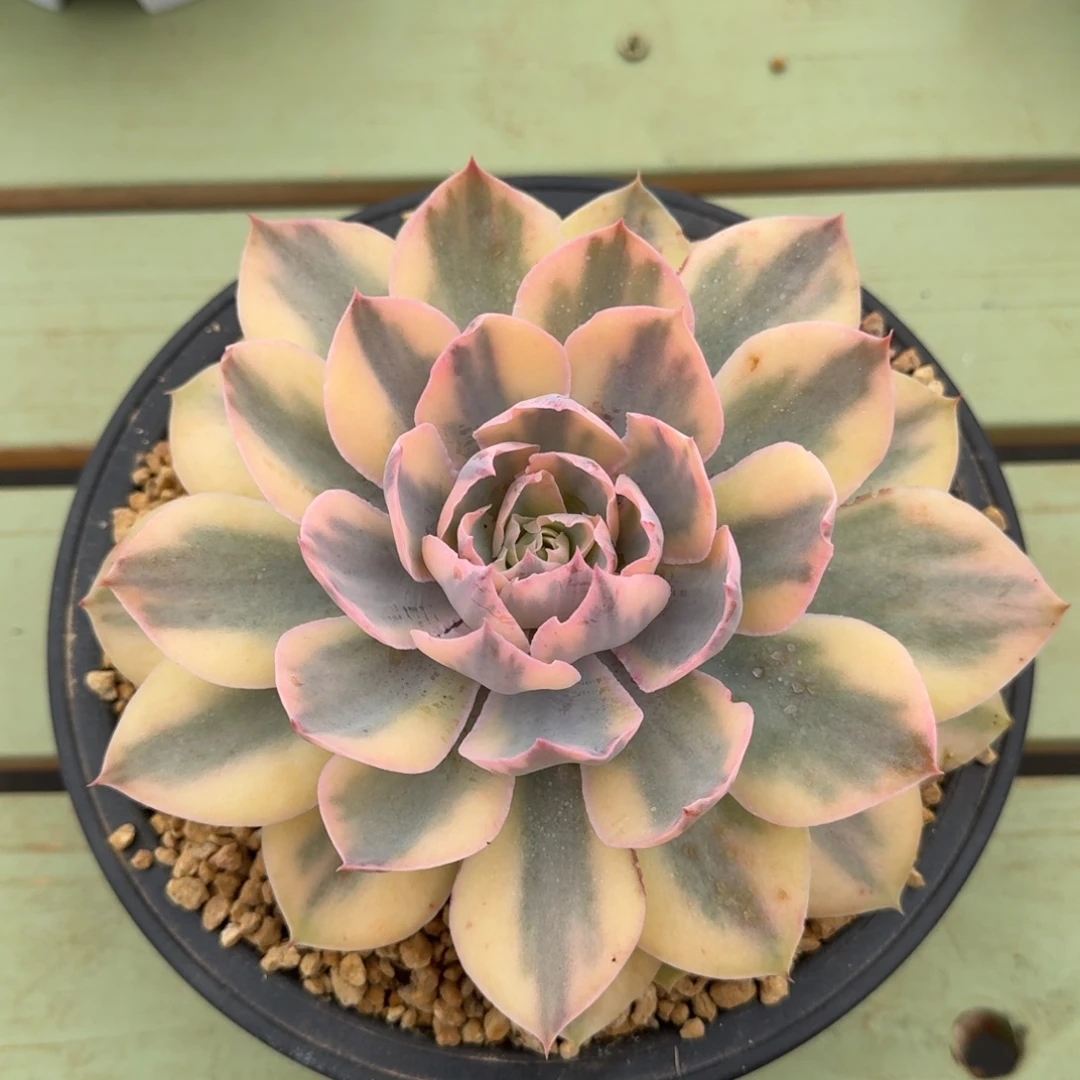 pink锦锦上园艺一物一拍